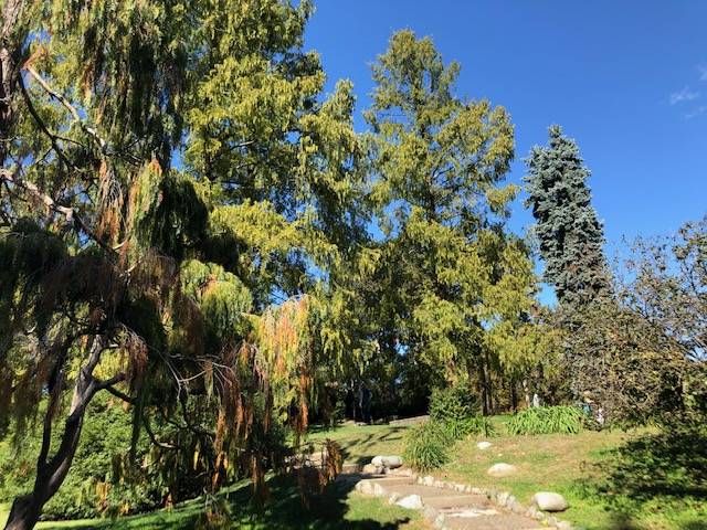 Spectacular trees in the Giardino Roccioso of Parco del Valentino in Turin