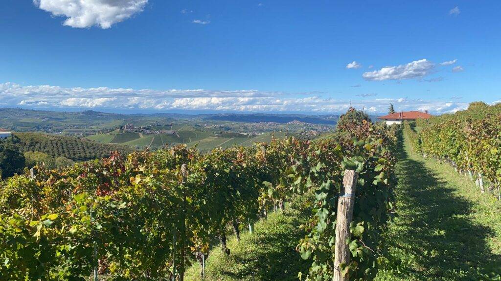 Beautiful view of the Langhe vineyards from the Il Cortile Restaurant