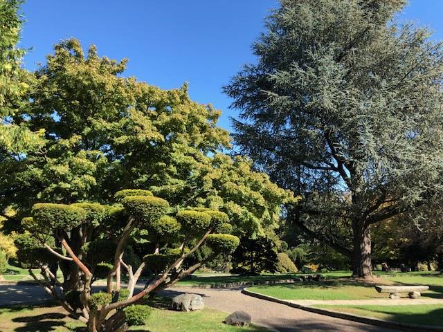 Beautiful Trees within the Parco del Valentino in Turin