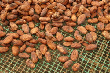 cacao dried coffee beans