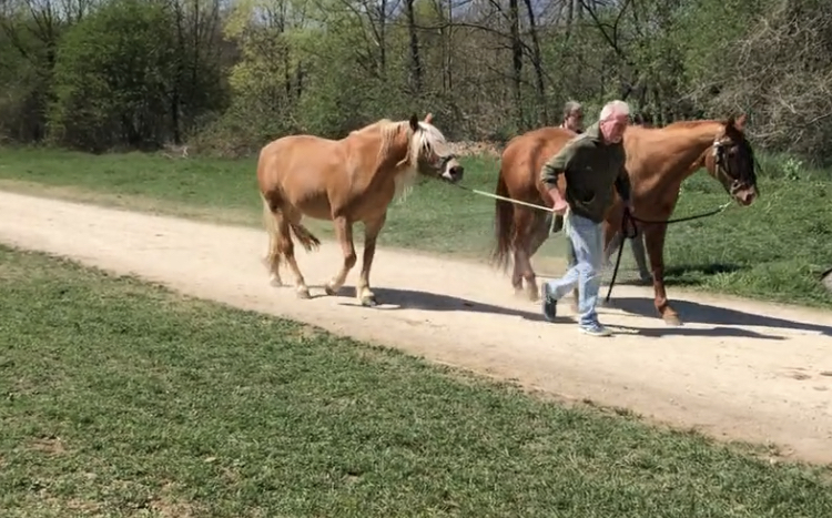 horses wondering through the La Mandria Park in Turin