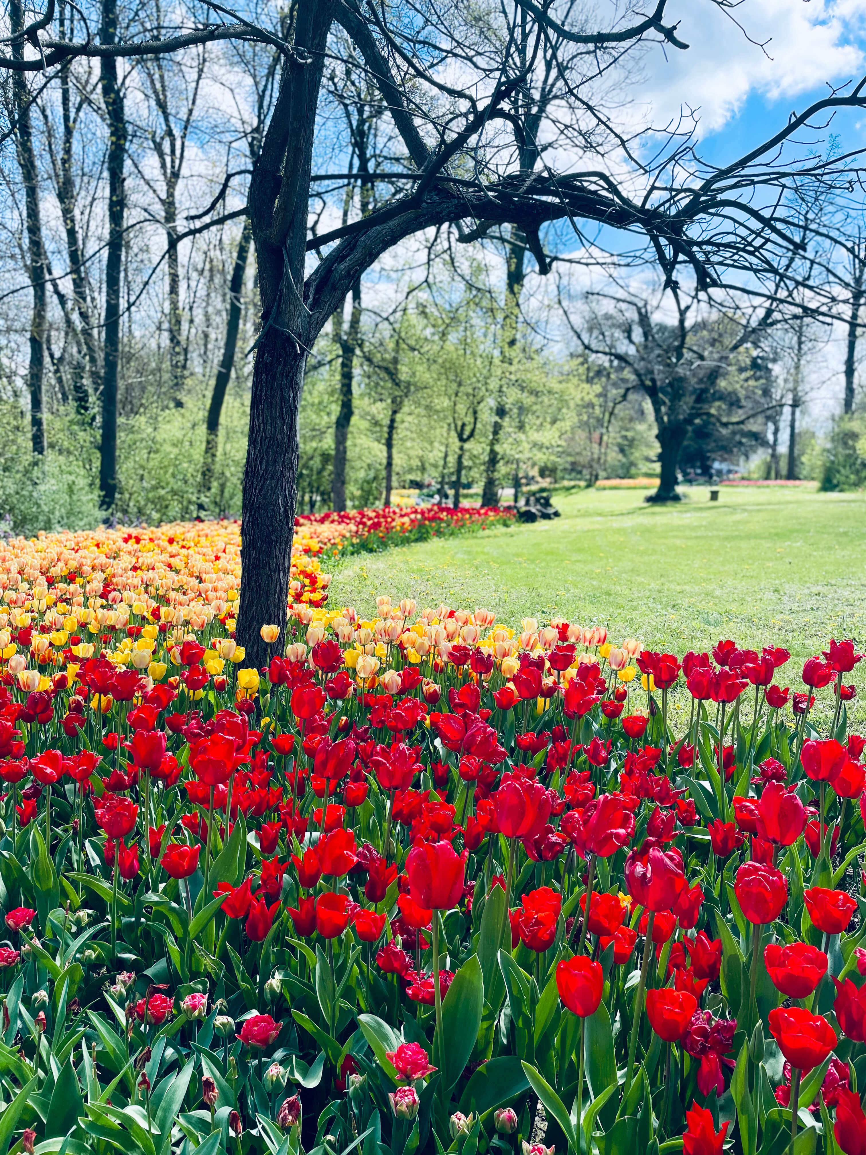 Tulip garden in bloom at Pralormo Castle, Langhe wine region, Piedmont
